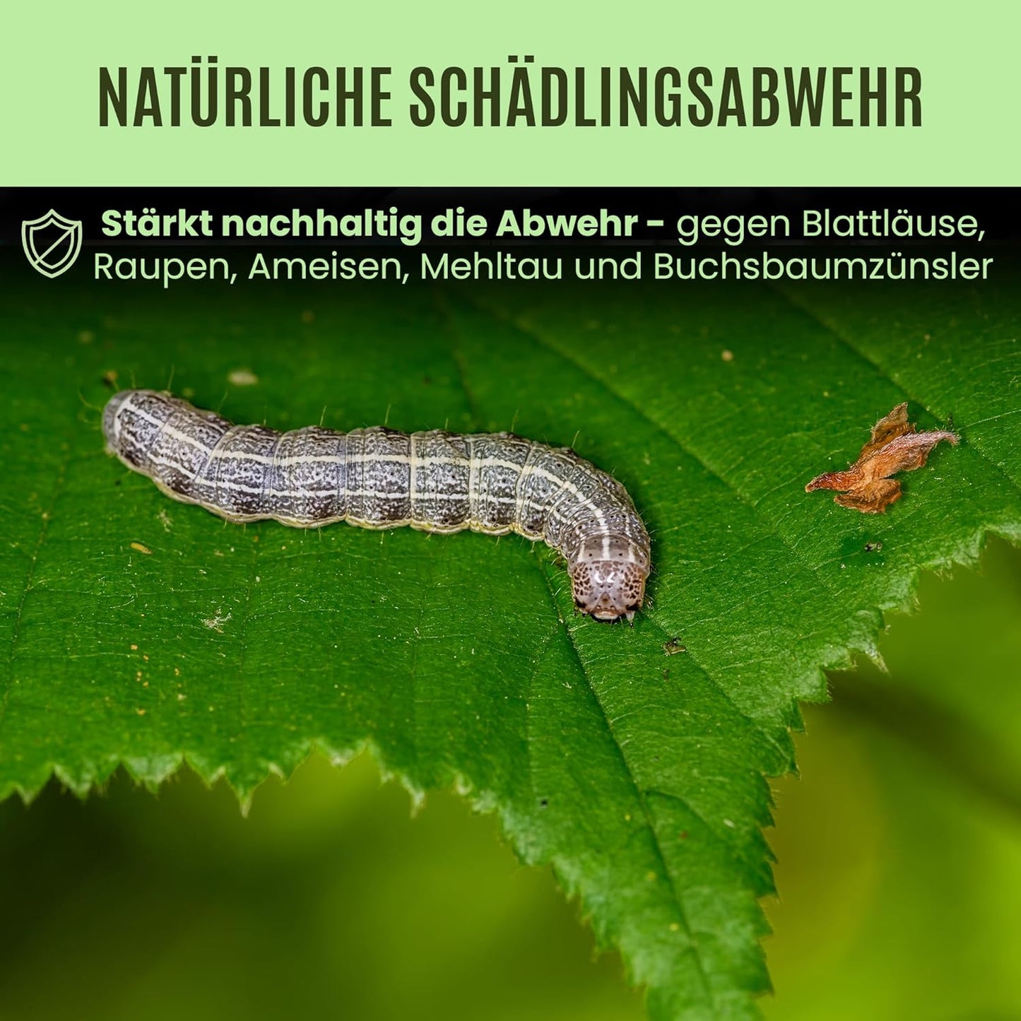 Brennnesseljauche – Für gesunde Pflanzen und natürliche Schädlingsabwehr
