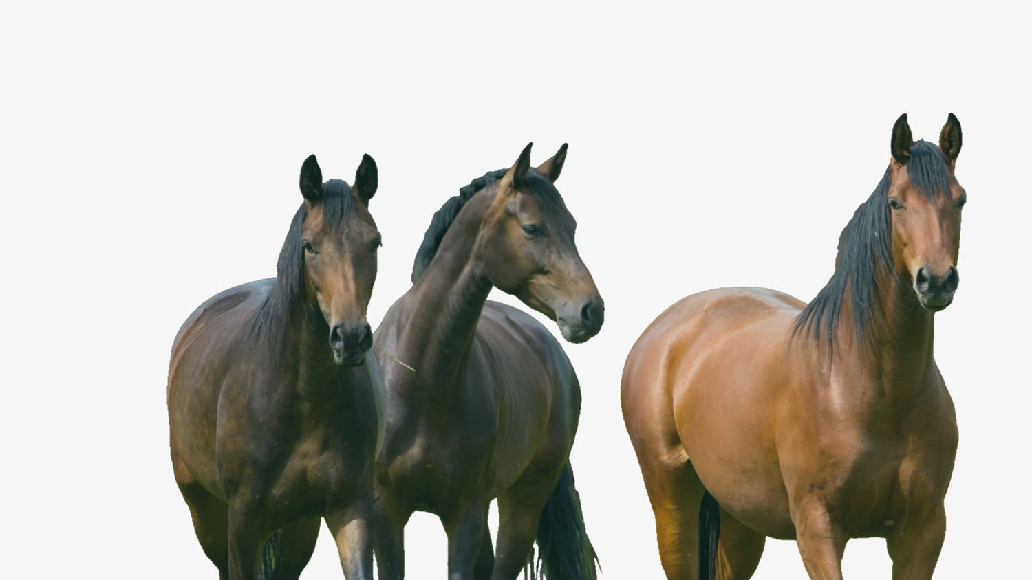 Futterkohle für Nutztiere kaufen