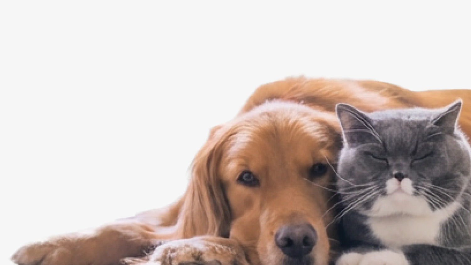 Futterkohle für Haustiere kaufen