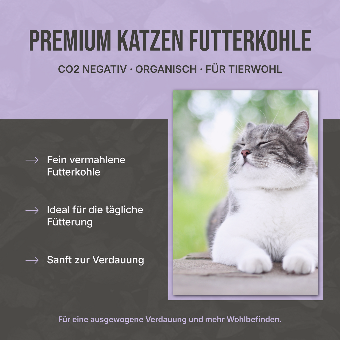 Premium Futterkohle für Katzen