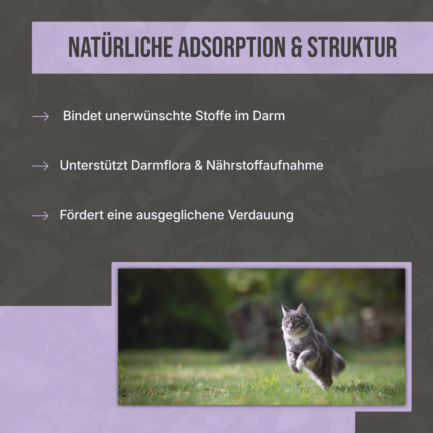 Premium Futterkohle für Katzen