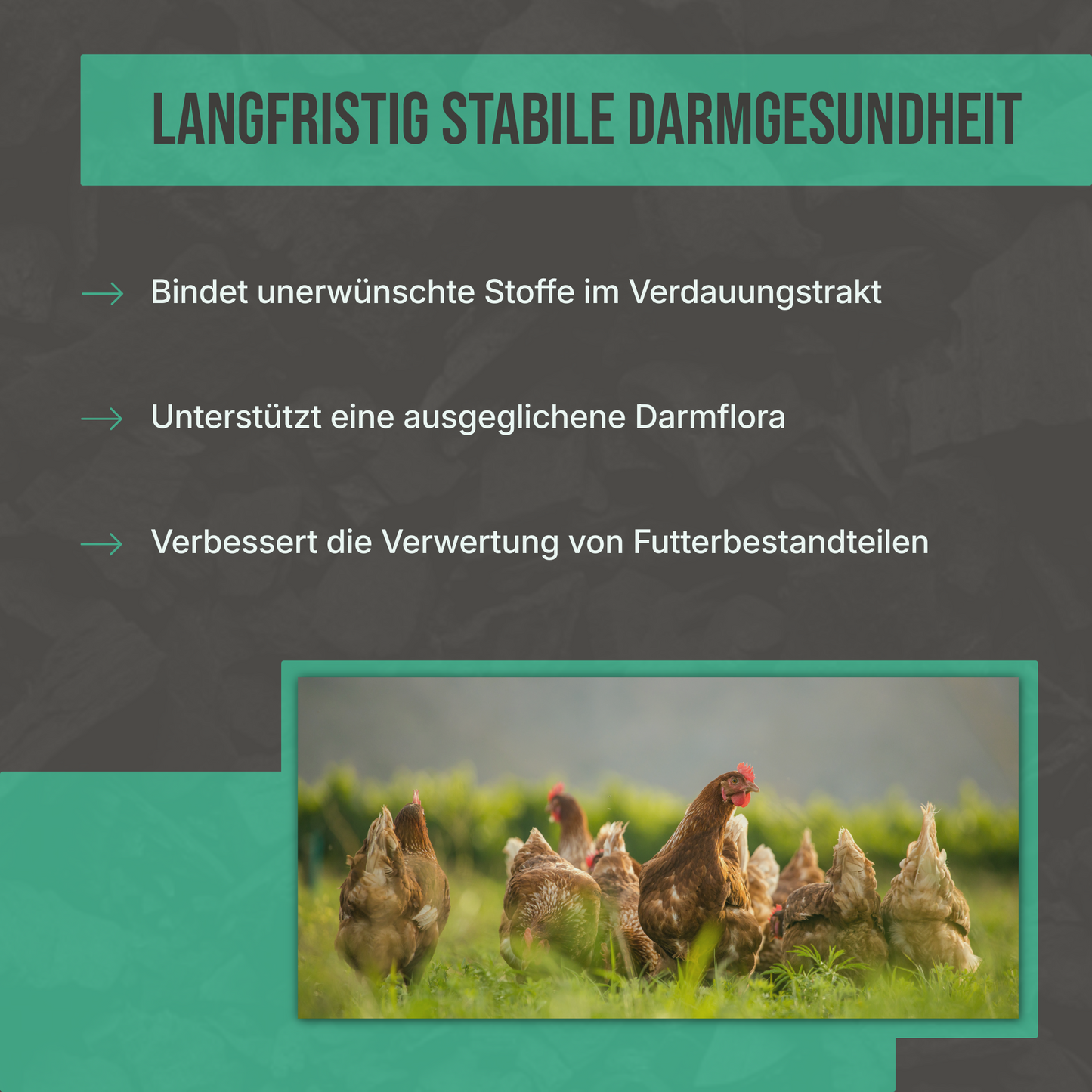 Premium Futterkohle für Geflügel