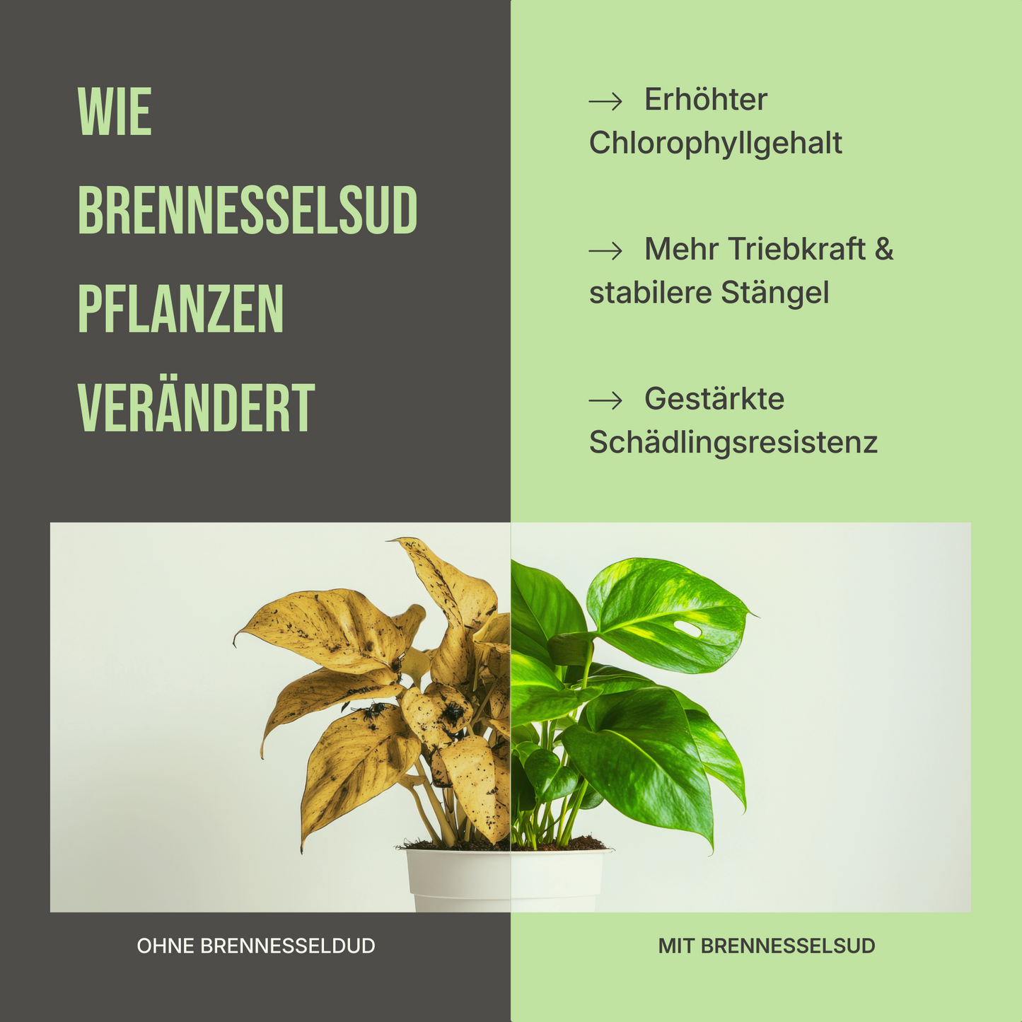 Brennnesseljauche – Für gesunde Pflanzen und natürliche Schädlingsabwehr