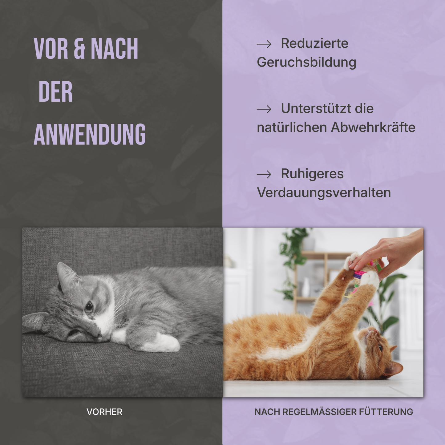 Premium Futterkohle für Katzen