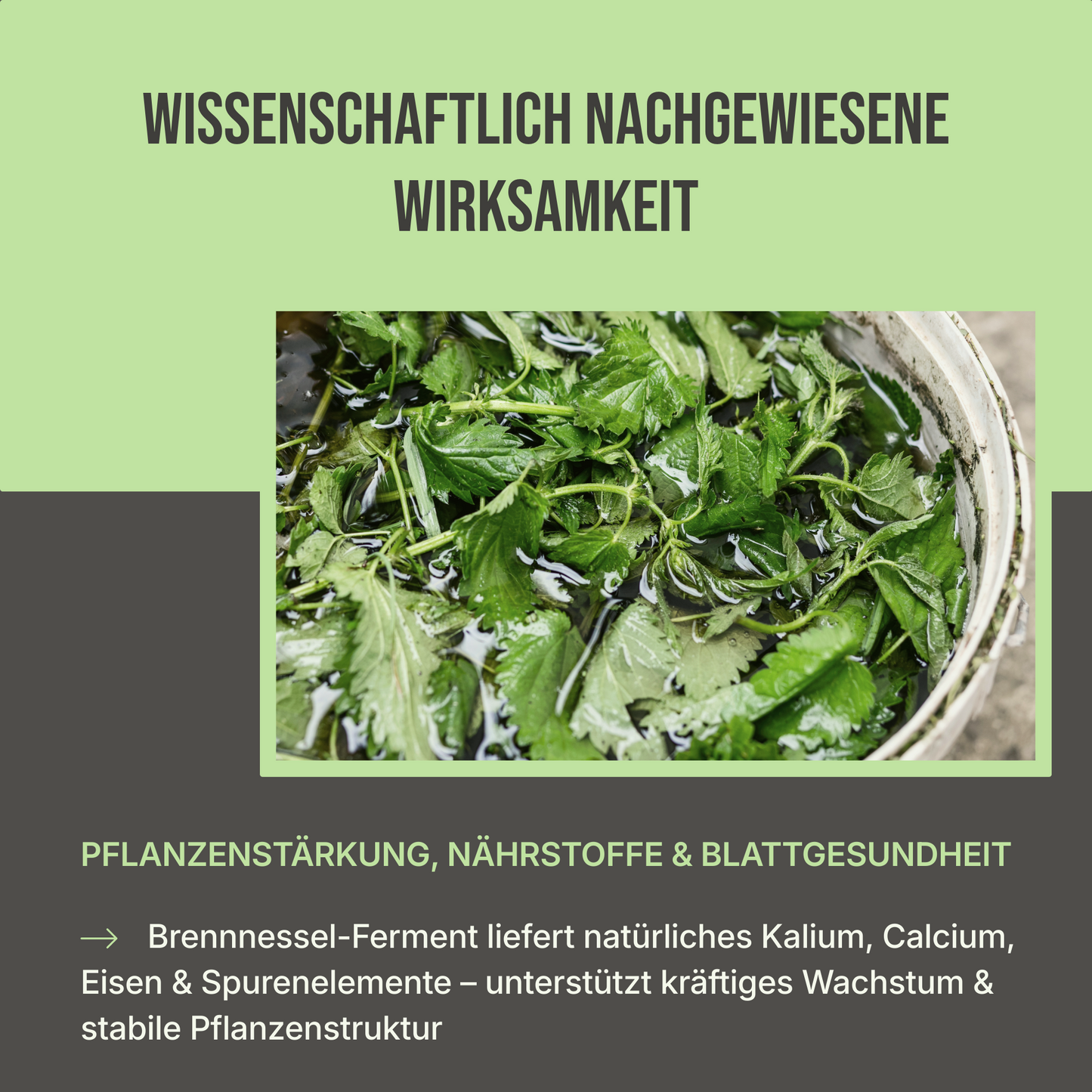 Brennnesseljauche – Für gesunde Pflanzen und natürliche Schädlingsabwehr